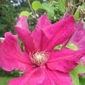 Clematis 'Ernest Markham'